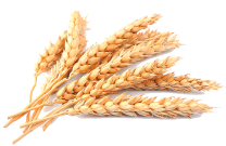 Злаковые культуры 